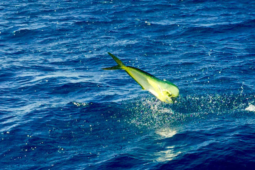 Dorado hooked on the Maria Teresa. Available for Full and half day fishing charters in Los Barilles.