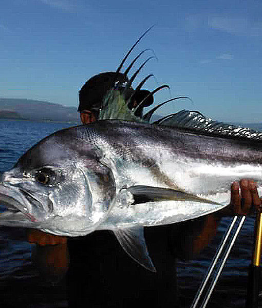 Roosterfish. Los Barriles Fishing Charter. Maria Teresa