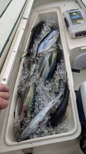 Fresh dorado and tuna catch aboard Maria Teresa Sportfishing in Los Barriles Baja California Sur